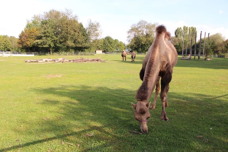 🌳 자연 체험 공원 문덴호프 (나투어에어레프니스파크 문덴호프)